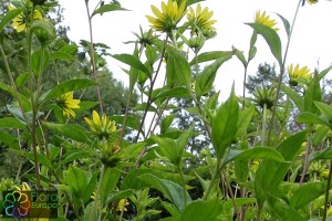 Helianthus tuberosus (2).jpg_product